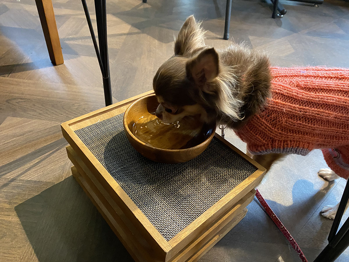 米子のドッグカフェ ドッグラン ウェブマガジン カミナリ 鳥取県米子市のホームページ制作 広告代理店 デザイン